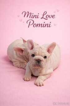 Francouzský buldoček s PP fenka