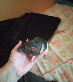 Hledám potkaní kámošku (kámošky)