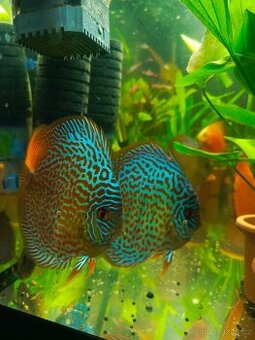 Terčovec leopard blue