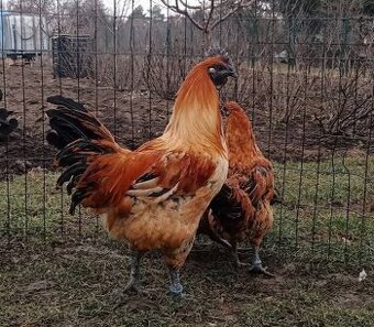 Kuřata Gahmong zlatě červený