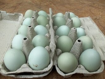 násadová vejce green shell