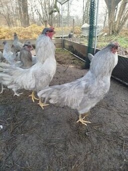 Araukana levandulová