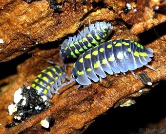 ISOPODY, CHVOSTOSKOCI, STRAŠILKY