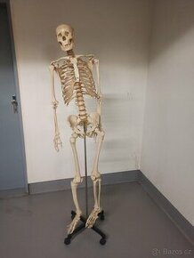 Lidská kostra anatomická 180cm