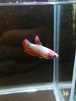 Betta Splendens - Betta bojovnice (Samec 16)