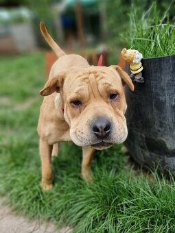 VANILKA K ADOPCI - 12m., vděčná, umazlená