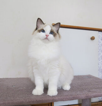 Ragdoll kocourci s průkazem původu k odběru
