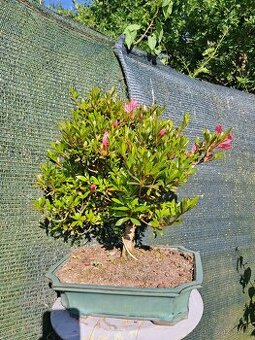 Bonsai,bonsaj Japonska Azalka
