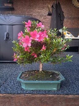 Bonsai,bonsaj Japonska Azalka