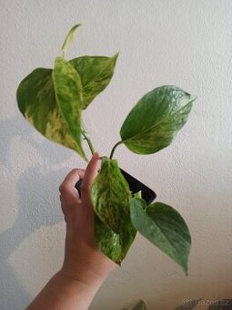 Epipremnum neon a marble queen