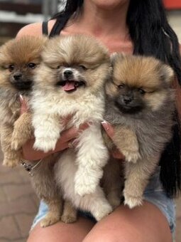 Pomeranianci s PP