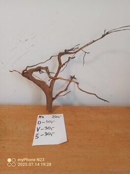 Bonsai kořeny
