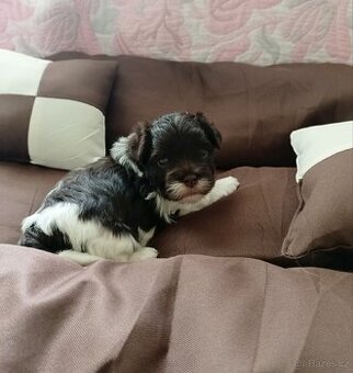 Jorkširský teriér s PP , Yorkshire terrier