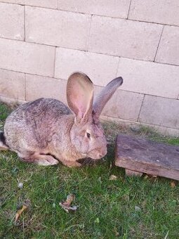 Samice belgockého obra