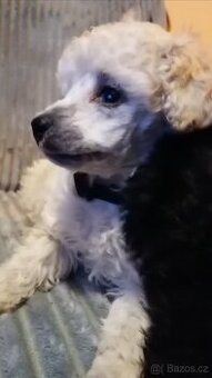 Pudl pudlitrpasličí