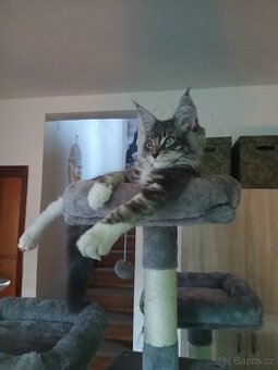 Mainská myvalí kočička bez PP