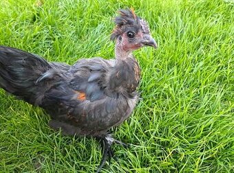 Okrasní kohoutci na mazlení