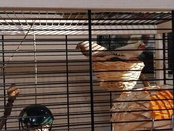 Ptáčcy(zebřičky 3kusy)+klec