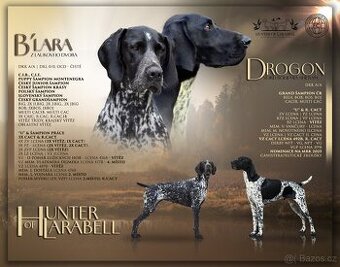 Německý ohař krátkostý