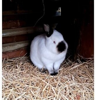 Samice Kalifornský černý Kalč