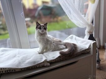 Ragdoll kocourek ke krytí - 1