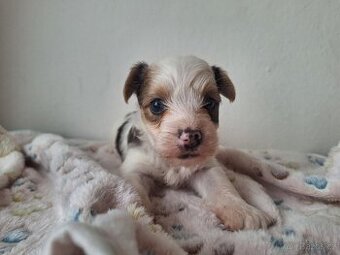 White ocean pearl jorkšírský teriér fenečka