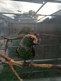 Papoušek konžský gf