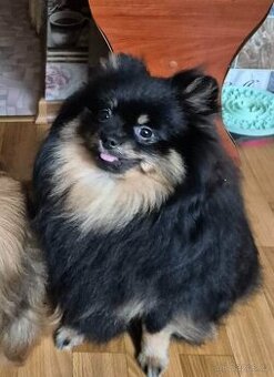 Dívka plemene Рomeranian spitz