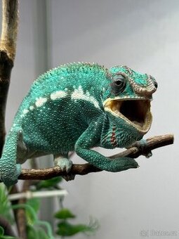 Nosy be samci 💙 Nosy be samice ❤️