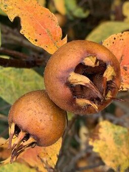 Koupím Mišpuli, stromek sazenici i plody.