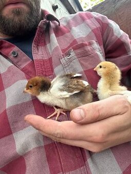 Kuřata - orlovka pestrá