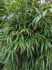 Bambus Pseudosasa japonica - 1