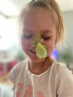 Lupenitka filipínská