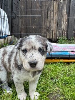 Štěňátka Husky/ Border kolie x zlatý labrador