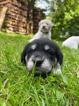 Štěňátka Husky/ Border kolie x zlatý labrador