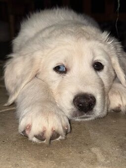Štěňátka Husky/ Border kolie x zlatý labrador