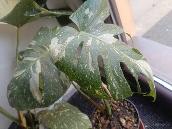 Monstera thai - 1