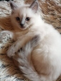 Ragdoll kocourek bez PP - 1