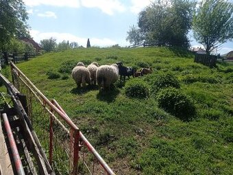 Prodám kamerunské ovce
