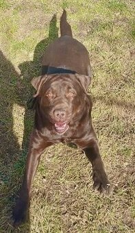 ICE K ADOPCI - hnědý x-labrador, akční parťák - 1