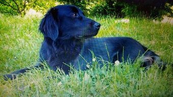Labrador