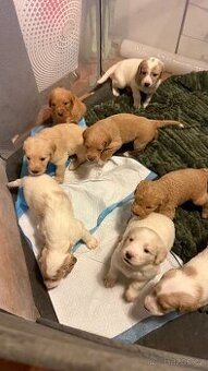 Goldendoodle