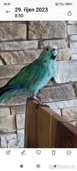 Kakariky