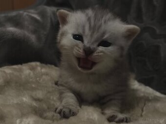 Koťátka 'Scottish Chinchilla"