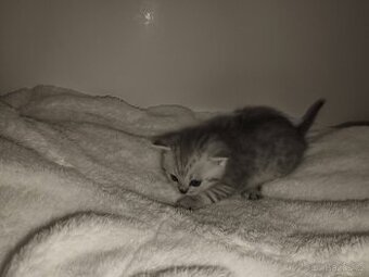Koťátka 'Scottish Chinchilla"