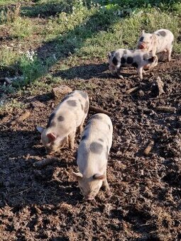 Prase kune kune