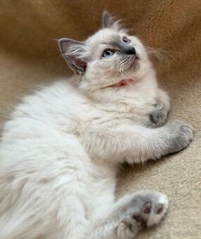 Ragdoll nádnehné koťátko bez PP