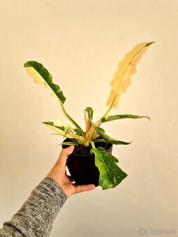 Philodendron ring of fire - 1