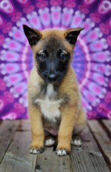 Belgický ovčák Malinois s PP holčičky