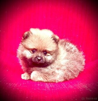 Pomeranian